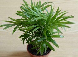 袖珍椰子樹